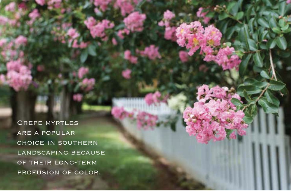 Crepe Myrtles: Traditional, Transplanted Southern Beauties